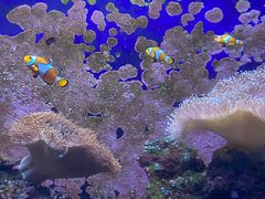 -江和美海洋公园