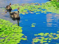 -上海辰山植物园