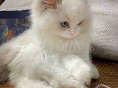 -小猫来了·猫舍(红山六九七九店)