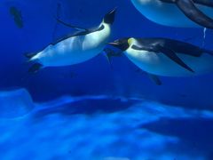 -海合安成都极地海洋公园