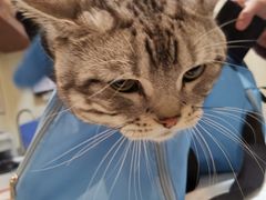 -宠爱国际动物医院· 猫科· 外科·中兽医(长白店)