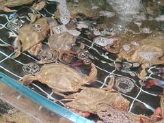 -浩运·海鲜青岛菜·海胆水饺(石老人店)