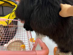 -我爱猫咪·猫咖·狗咖·安哥拉兔·羊驼咖(小寨华旗店)