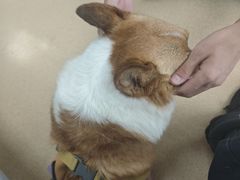 -瑞派·关忠动物医院·猫专科·犬专科(三环新城店)