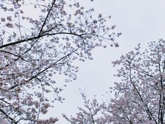 -顾村公园