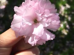 -花溪公园