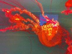 -多彩贵州城极地海洋世界