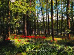 -上海共青森林公园