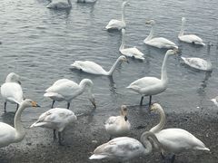 -烟墩角天鹅湖
