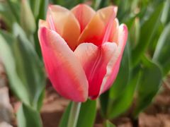 -石家庄市植物园