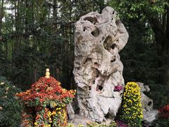 -上海共青森林公园