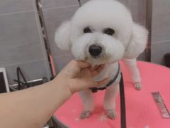 -宠福鑫康馨动物医院·骨科·眼科