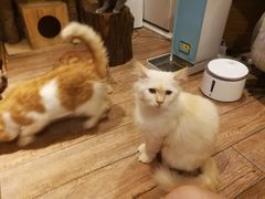 -more than meow吴止猫主题餐厅(承德 中船汇店)