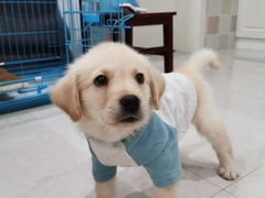 -翊宠yipet猫狗购宠庄园犬舍•猫舍