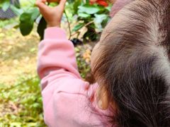 -前小桔亲子创意农场·草莓采摘·露营烧烤