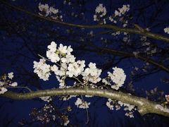 -天王浮山樱花园