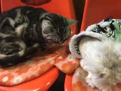 -猫咪博物馆(顶澳仔猫街店)