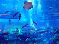 -迪拜水族馆及水下动物园
