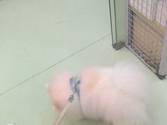 -瑞鹏宠物医院·宠保定点·心脏科·内科(御桥分院)