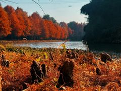 -上海海湾国家森林公园