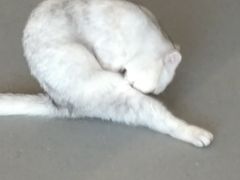 -飞行喵MR PILOT|猫舍·猫咖(静安大融城店)