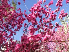-海棠花溪(元大都城垣遗址公园)