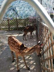 -萌宠亲子动物乐园(槐房万达店)