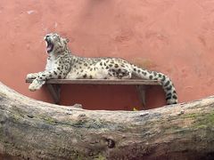 -青藏高原野生动物园