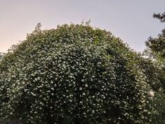 -郑和公园