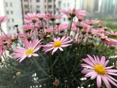 -双季花艺园艺市场(浦东店)