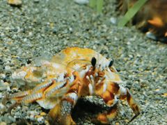 -西雅图水族馆
