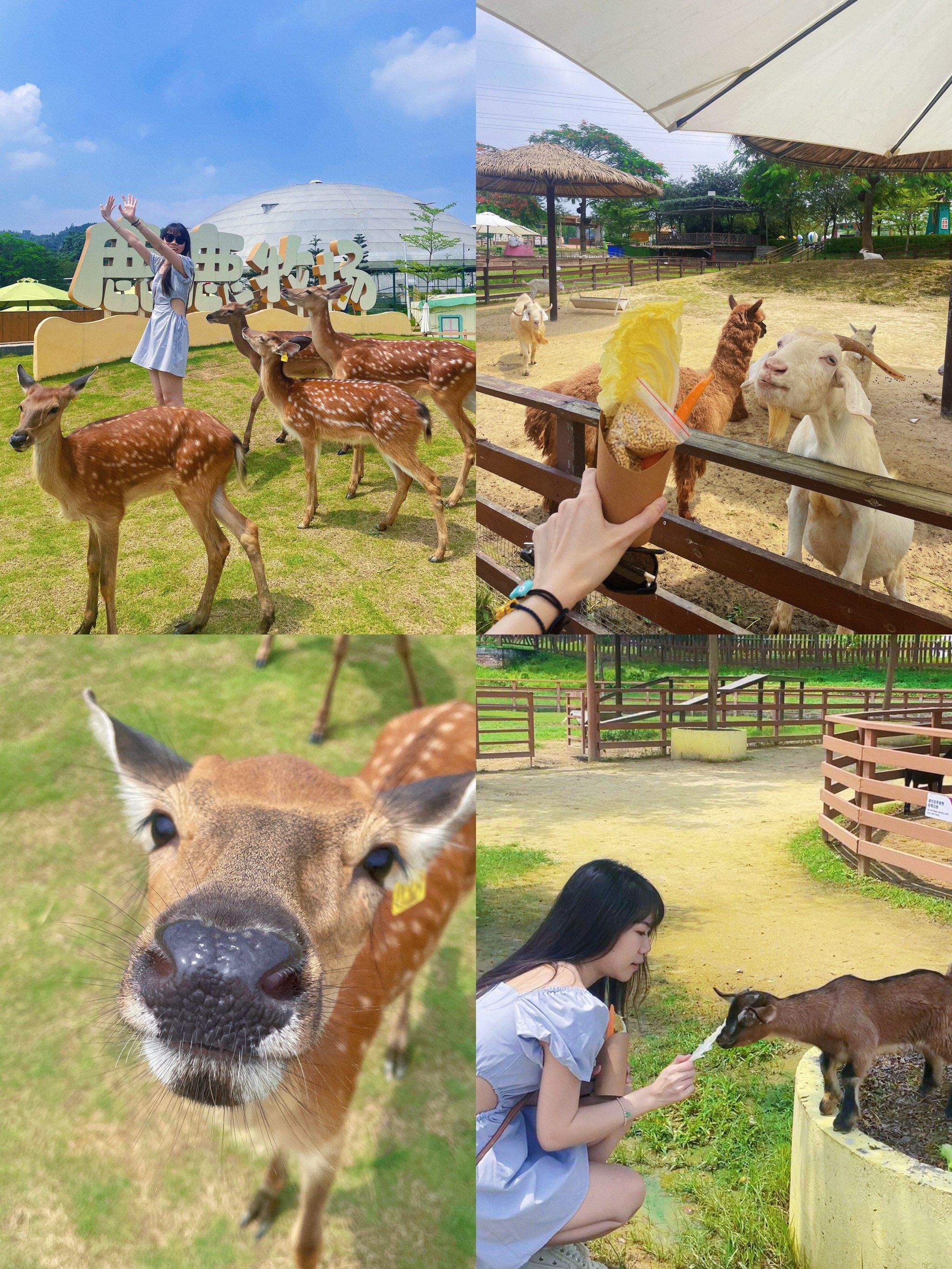 广东版"奈良"60151h07直达02附游玩攻略