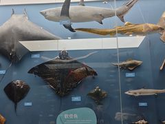 -国家自然博物馆