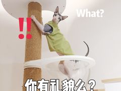 -猫域·湾主题猫咖·宠物吧(南坪城市广场店)