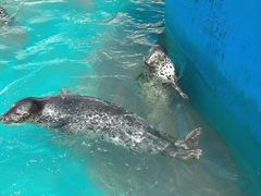 -秦皇岛乐岛海洋王国