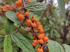 -桤木河湿地公园