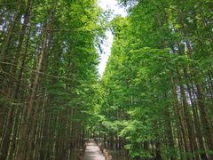 -桤木河湿地公园