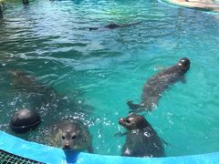 -北戴河圣蓝海洋公园