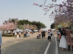 -南沙蒲洲花园
