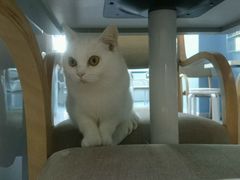 -喵的天空名猫咖啡馆·撸猫·猫舍·用品