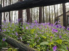 -上海共青森林公园