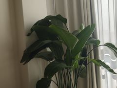 -瑶舍头疗·瑶浴·芳香热石SPA(五洲国际店)
