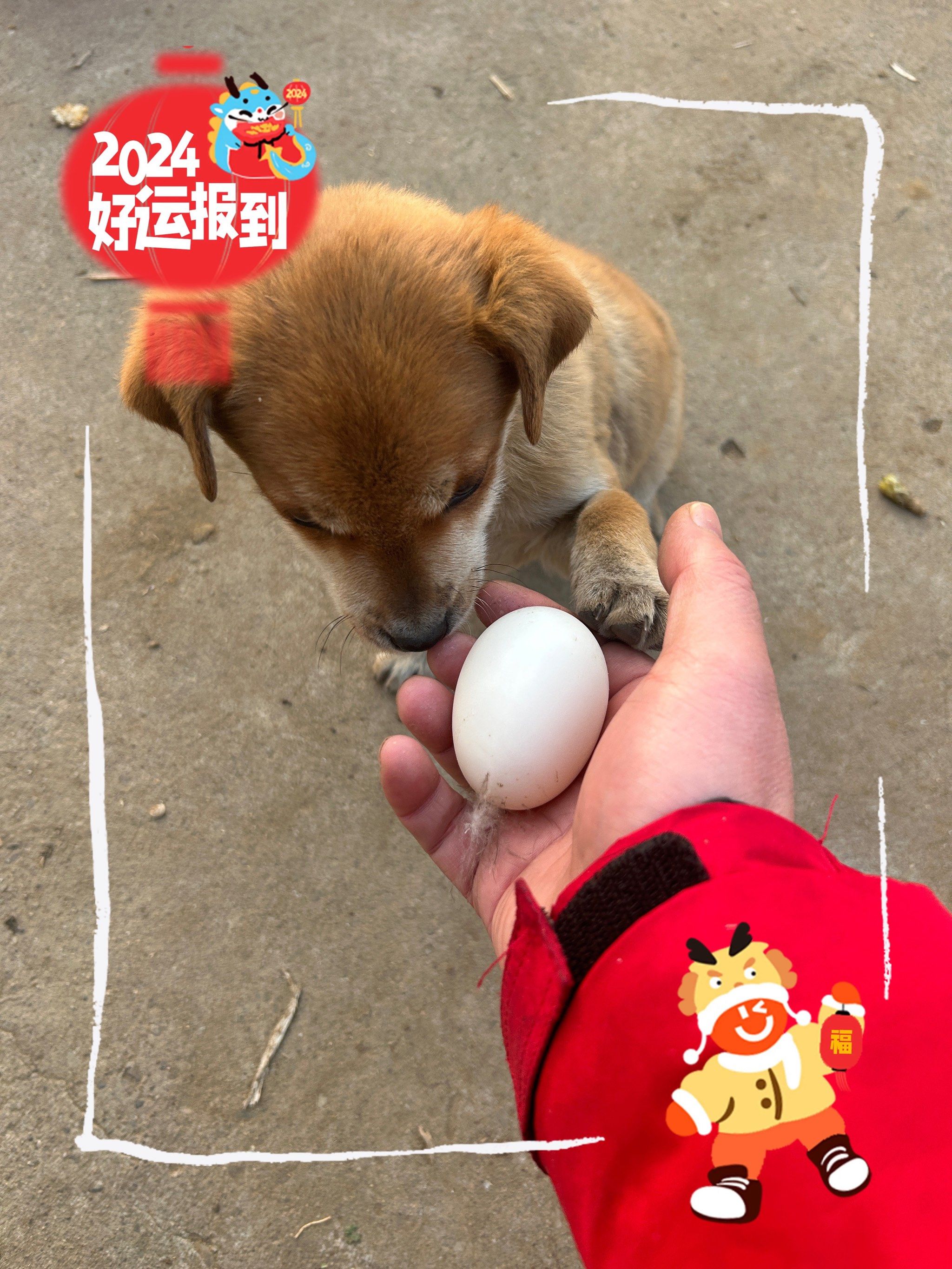 这个蛋是狗下的叫狗蛋 你信吗?