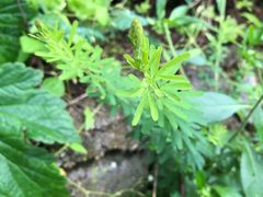 -商洛老君山旅游风景区