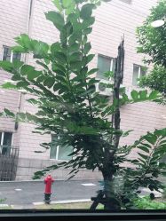 点击看大图 -上海交通大学医学院附属上海儿童医学中心(陆家嘴总院区)