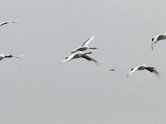 -盐城丹顶鹤湿地生态旅游区