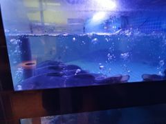 -老阿爸鲜鱼土菜(独墅湖店)