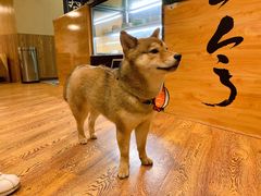 -柴务处·柴犬主题狗咖