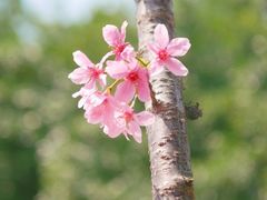 -狐尾山公园