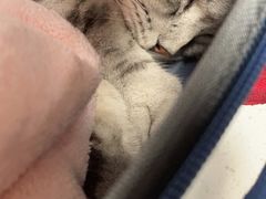 -伟伟宠物医院·CT影像中心·瑞派犬猫综合性门诊(汉口总院)